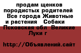 продам щенков породистых родителей - Все города Животные и растения » Собаки   . Псковская обл.,Великие Луки г.